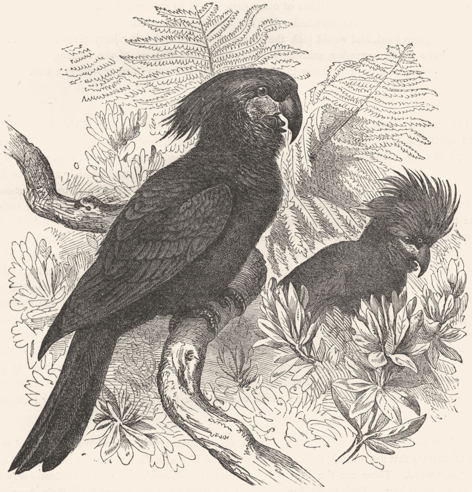 BIRDS. Cracker. Cockatoo. Casmalos c1870 old antique vintage print picture